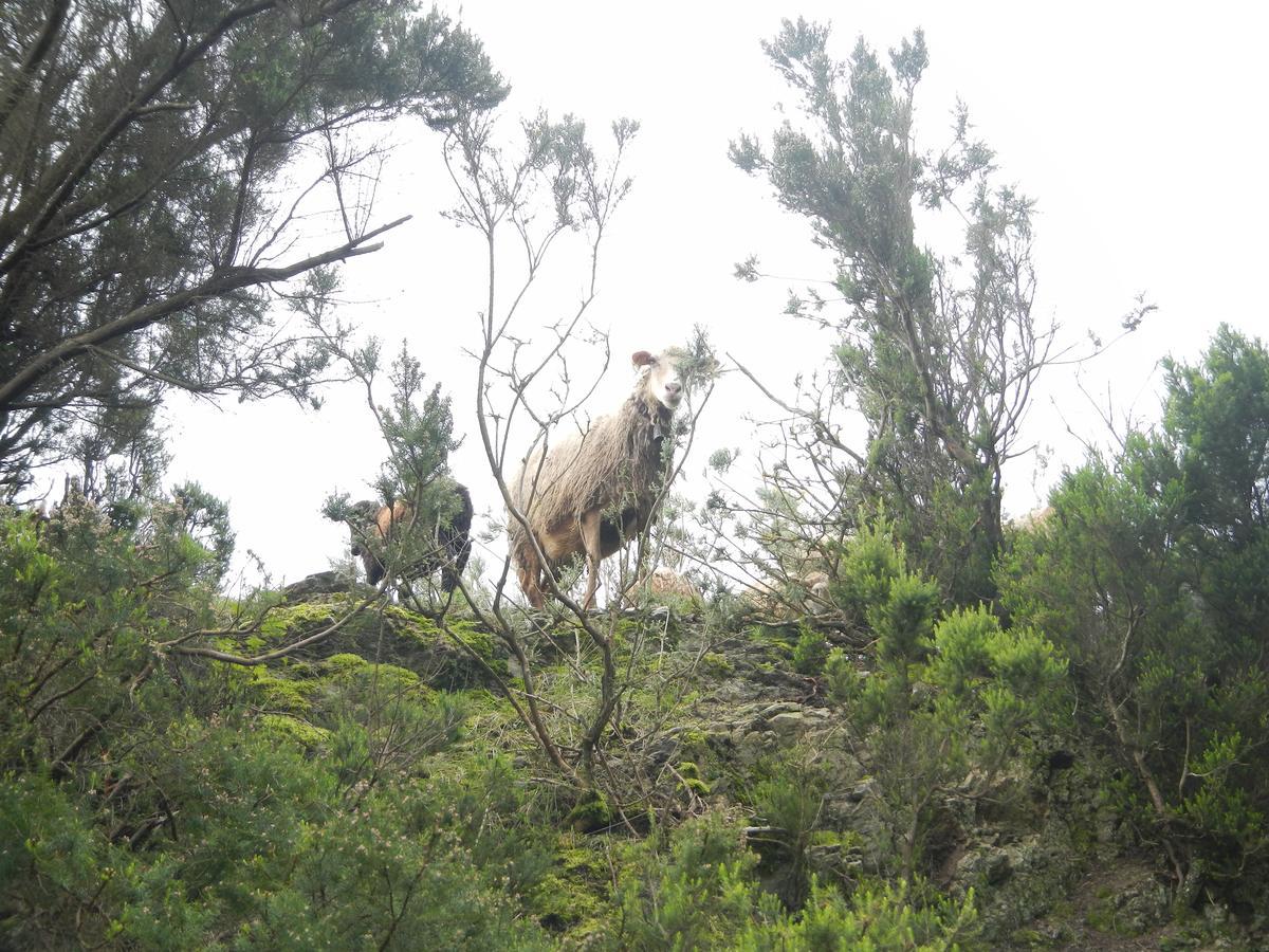 Albergue Montes De Anaga El Bailadero Εξωτερικό φωτογραφία